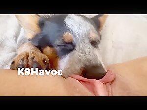 Intense bestiality: a woman and a dog in a hardcore sex scene