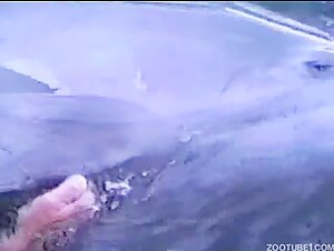 Female Dolphin Masturbating