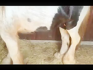 Cheval Excité dans l'Écurie: Vidéo de Bestialité Intense