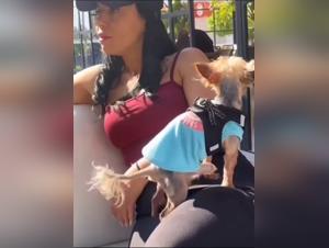 犬の乱交：違反の限界