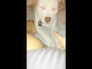 Zoophilia video with a dog