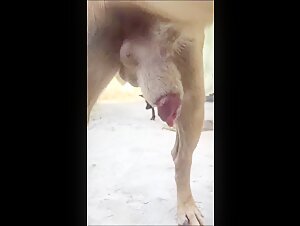 Adolescente latine curieuse et Bruno le chien: une vidéo de zoophilie excitante