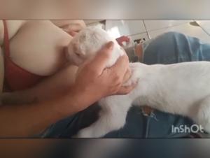lait canin : domination et transgression