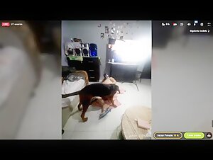 Ragazza colombiana in uno spettacolo bestiale con un cane