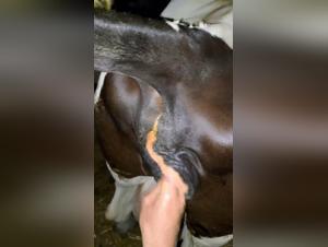 Ausschweifungen bei Hunden: Millys Tierfetisch enthullt