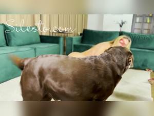 Délices Diaboliques: Sang et Chien