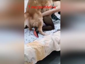 Délices Bestiaux: BBW Chinoise et Chien Hardcore