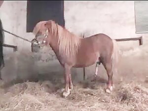 Caballo y yegua en intensa escena de sexo bestial