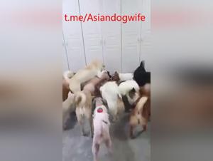 Beste Kostlichkeiten: ein Chinesen im Hunde -Delirium
