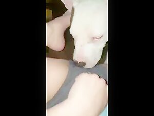 Submissive woman and dog: a shocking bestiality video