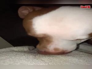 Hundeorgien: Verbrechen und purer Genuss