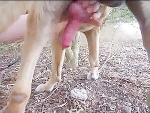 Bestial sex video: she can't resist the dog