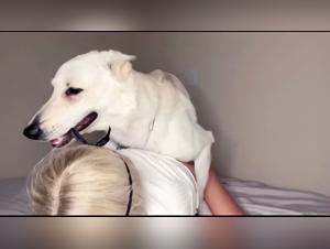 Woman sucks dog, extreme zoo sex, art animal video 