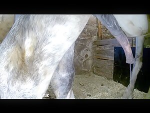 Proud and imposing horse in the stable