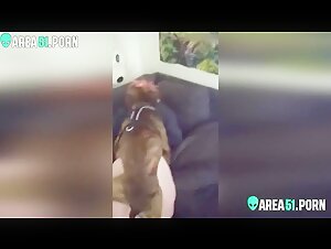 Encuentro bestial: una mujer y un perro