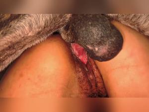Lesbiskt hardkjarna trio: bestiality og dyra anaegja