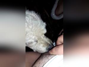 Sexo brutal del perro: exploracion bestial