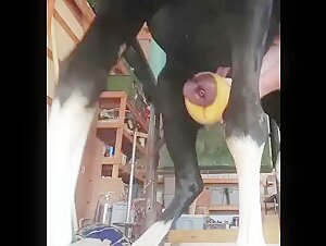 Zoophilia video with a horse