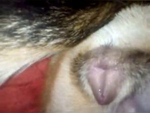 Libertinaje animal: videos duros y fetichistas extremos