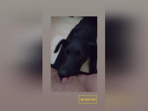 Fuck with Dog: strax bestial alsaelu