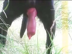 Perra negra con cola enorme que necesita cono - Video de sexo con perro