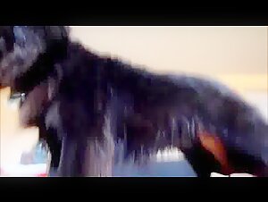 Video de sexo bestial: una mujer y un perro en una relacion intensa