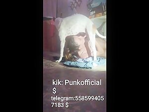 Nuevos videos de sexo con perros.