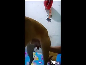 Adolescente curieuse et chien - Une rencontre bestiale