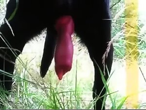 Extreme Zoophilia: Slut Bestialized by a Dog