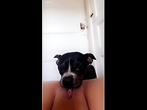 Vidéos de sexe bestial : chienne et chien dans une scène de zoophilie hard