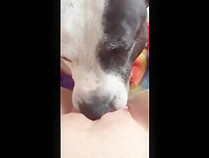 Dog licking a wet pussy: an intense zoophilia video