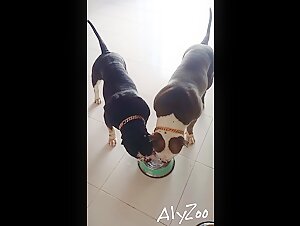 Videos de sexo con perros para amantes del bestialismo