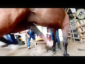 Bestiality with Horses: Banned Videos