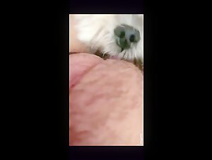 Perrito blanco en un video de zoofilia