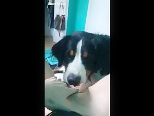 Sexo con perro: una mujer sola con su perro