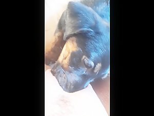 Dog licks deep in zoophilia video