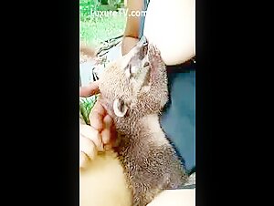 Breastfeeding Coati - A Wild and Exciting Experience