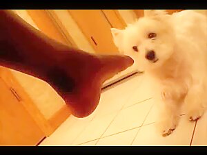 Video di sesso con un cane