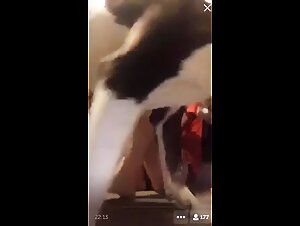 Zoophilia Video: Big Ass Dog