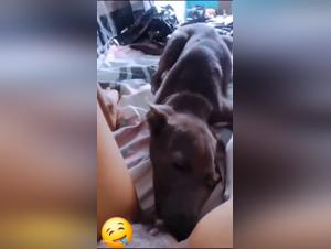 Bestiale thrair: dyrafundir og takmarkalausar orvun
