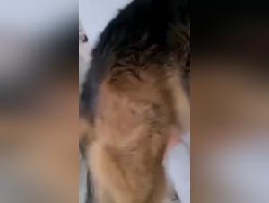 Hardcore Bestialitat: Fantasien gemacht