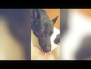 Zoophilie-Video: Eine unterwurfige Frau wird von einem Hund geleckt