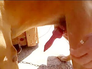 Des vidéos de zoophilie avec des chiens pour les amateurs de sexe bestial