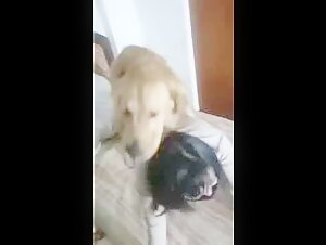 Mujer asiatica y su perro en videos bestiales