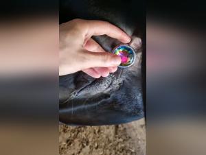 Anal Plug: Bestial Yfirrad