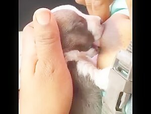 Woman breastfeeding a puppy: a scene of forbidden zoophilia