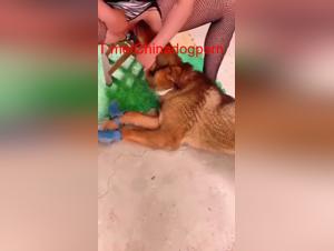 Canino cinese Cazzo: limiti senza limiti