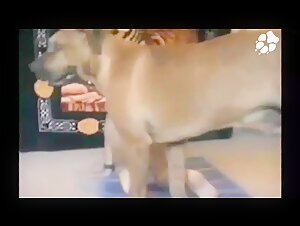 Vidéo de sexe bestialité : chien baise une adolescente masquée