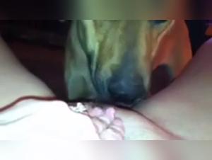 Son zèle pour la grosse chatte fait exploser les sensations