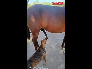 Video di sesso con cani: Un cane e un cavallo in un video di bestialita